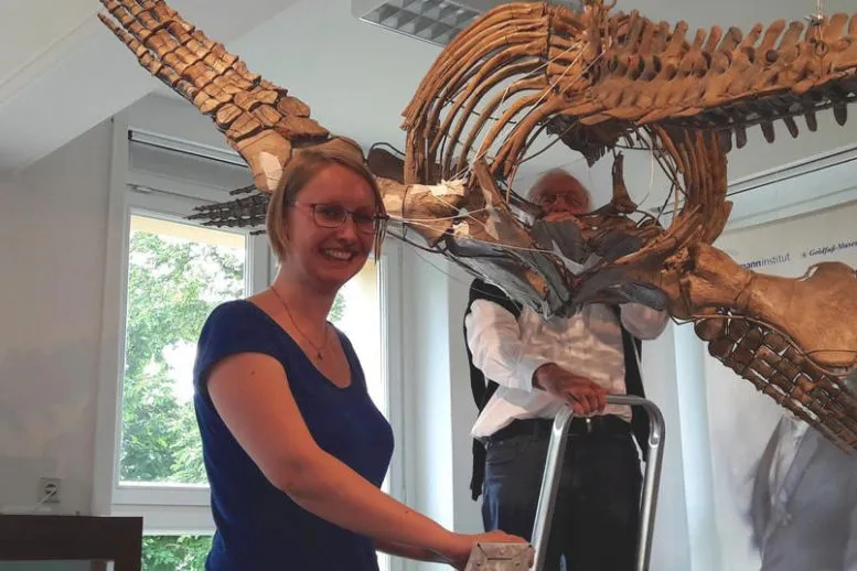 Plesiosaur Model