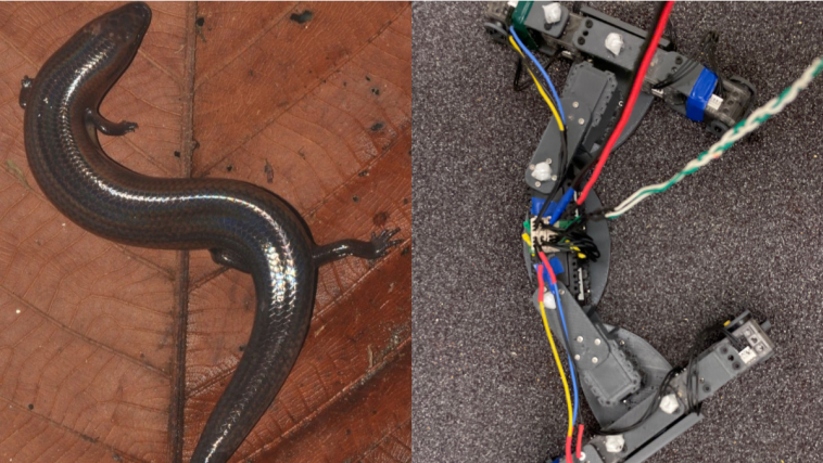 Side by side photos of a long lizard with tiny legs and a robot made to simulate lizard movements