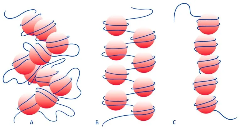 Three Different DNA Structures