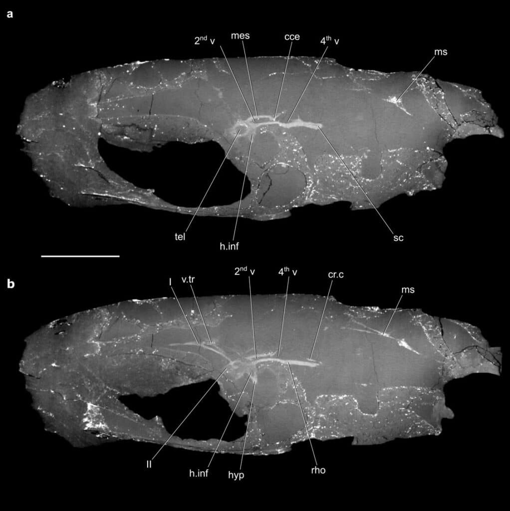 Coccocephalus wildi skull
