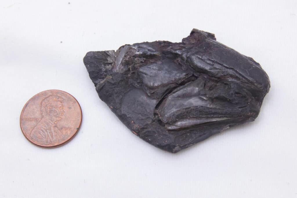 fossilized skull of Coccocephalus wildi