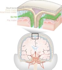 Subarachnoidal LYmphatic like Membrane