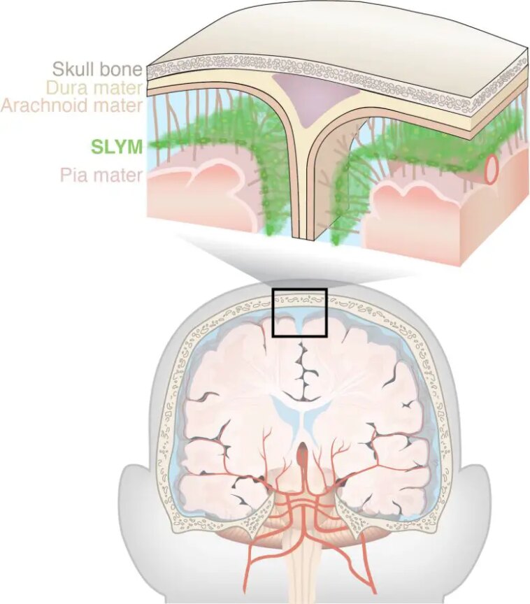 Subarachnoidal LYmphatic like Membrane