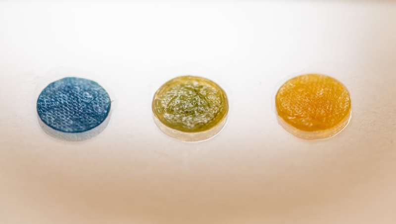 To make the wound dressing show the elevated pH value, the researchers used bromthymol blue, BTB, a dye that changes color from yellow to blue when the pH value exceeds 7. Credit: Olov Planthaber The wound dressing that can reveal infection
